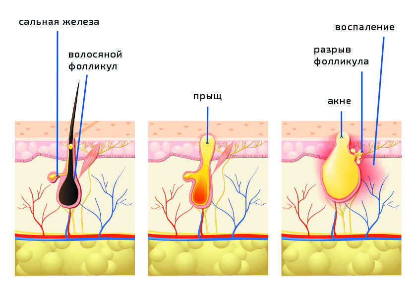 Как яичные желтки действуют на волосяные луковицы и на волосы