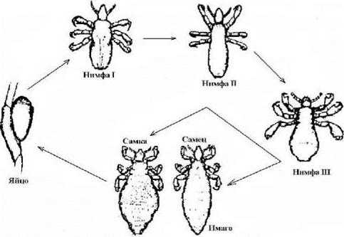 Всё о цикле развития головных вшей: сколько растут паразиты и каков срок их жизни?