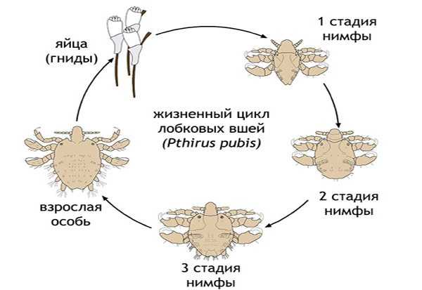 Как выглядит личинка вши и каков цикл ее развития