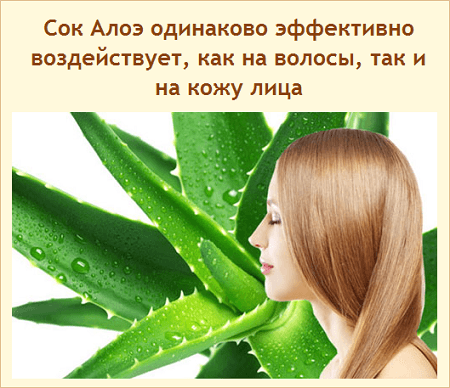 Алоэ для роста волос: применение алоэ в ампулах для роста волос, рецепты масок из сока, масла и настойки