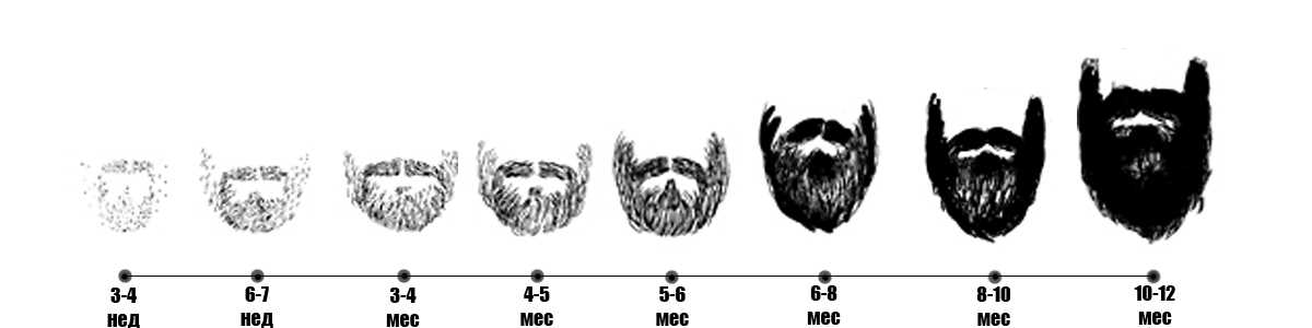 Сантиметры имеют значение: стадии роста бороды