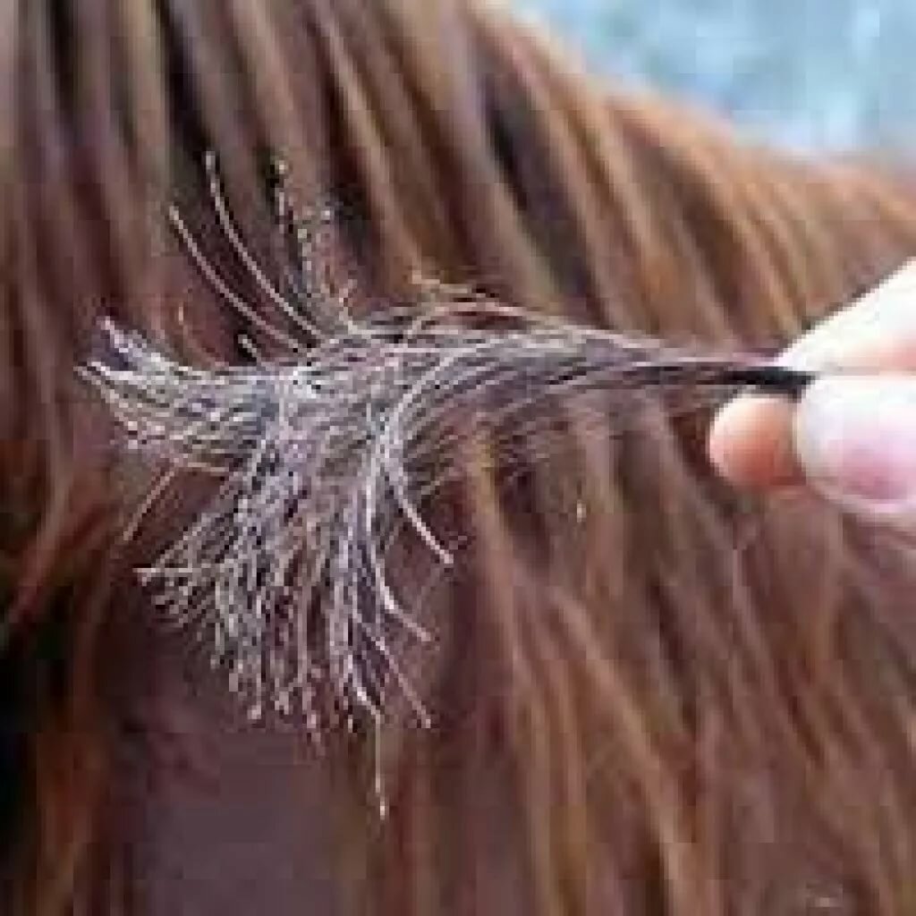 Причины появления секущихся кончиков на волосах