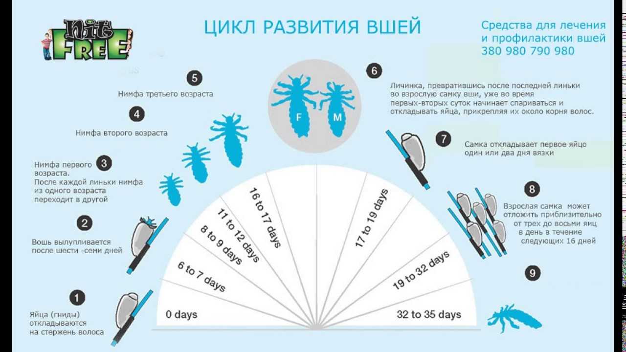 Всё о цикле развития головных вшей: сколько растут паразиты и каков срок их жизни?