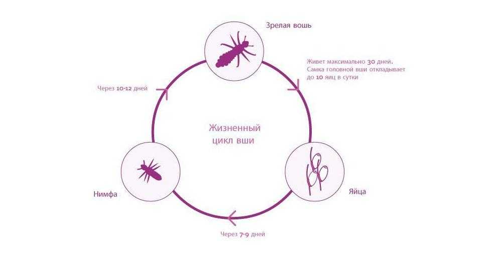 Как выглядит личинка вши и каков цикл ее развития