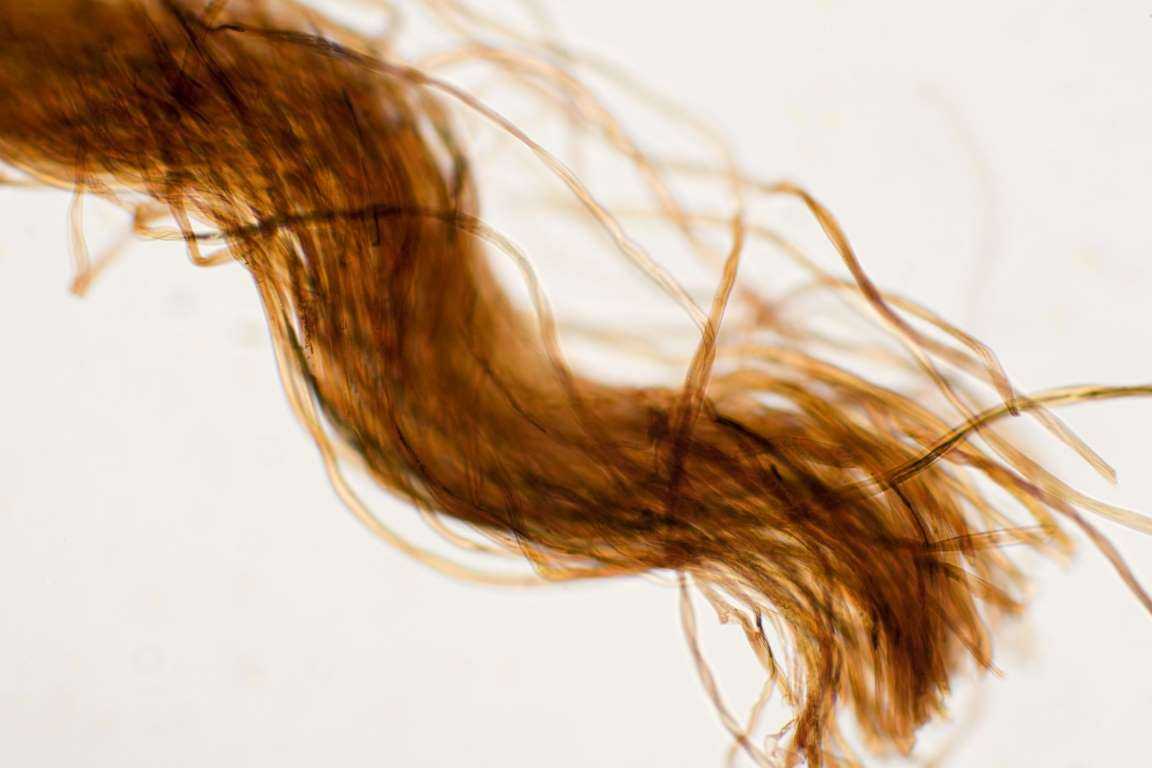 10 интересных фактов о волосах – история ухода и секреты красоты